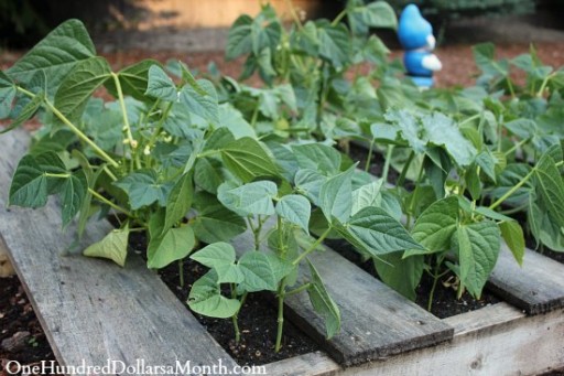 How to DIY wood pallet garden 2