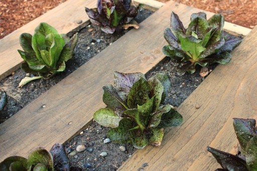 How to DIY wood pallet garden 3