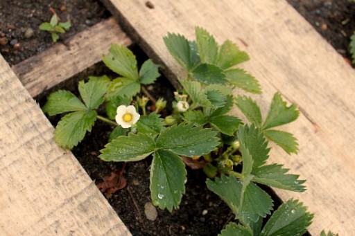 How to DIY wood pallet garden 4