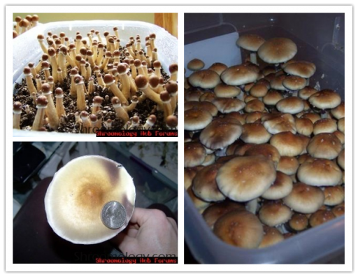 How to grow mushroom at home