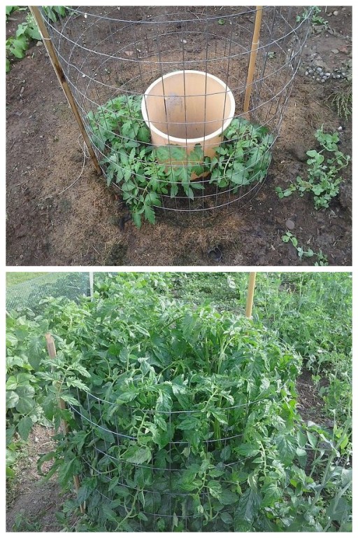 Secret to grow super tomatoes fast