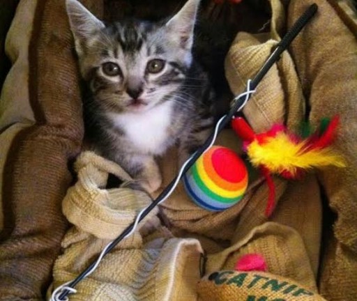 Self cleaning cat box 1