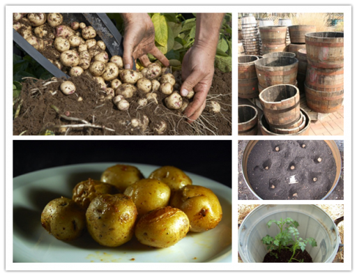 how to grow 100 pounds of potatoes in a barrel