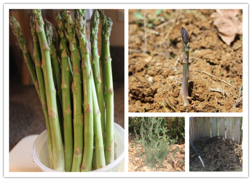 How To Grow Asparagus At Home