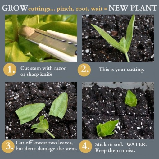 How To Grow Plants From Cuttings