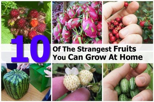 10 Weirdest Fruits That You Can Grow At Home