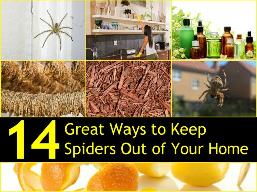 14 Natural Ways To Keep Spiders Out Your Home