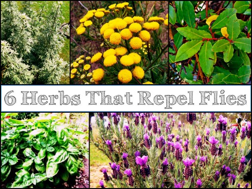 6 Fragrant Garden Herbs That Repel Flies