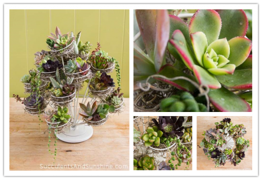 Cupcake Stand Succulent Centrepiece Decoration Idea