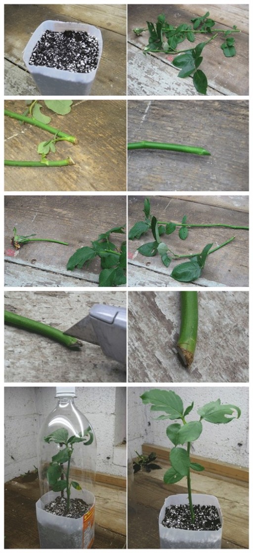 How to Root Roses From Cuttings 2