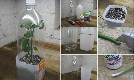 How to Root Roses From Cuttings