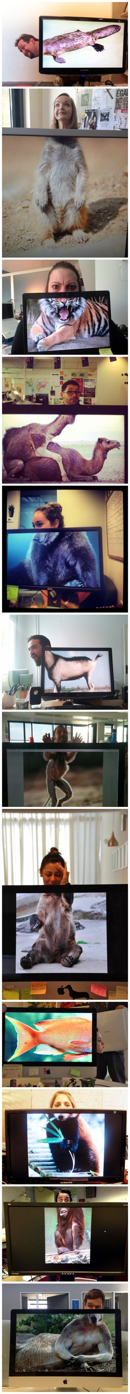 Fun DIY Desk Safari Photography Ideas 2