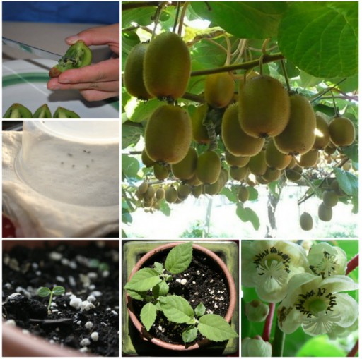 How To Grow Kiwi Plants From Seeds
