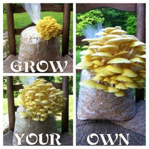 How To Grow Your Own Mushroom At Home