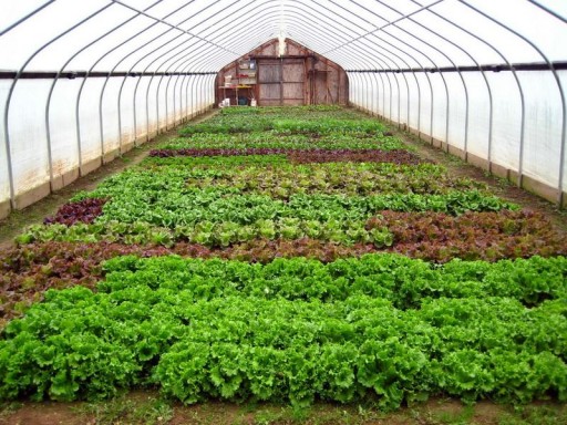 DIY Greenhouse Plans 4