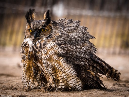 Great Horned Owl Swim Across Lake Michigan To Escape Predators 3