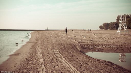 Great Horned Owl Swim Across Lake Michigan To Escape Predators 4