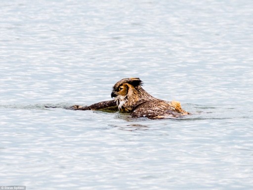 Great Horned Owl Swim Across Lake Michigan To Escape Predators